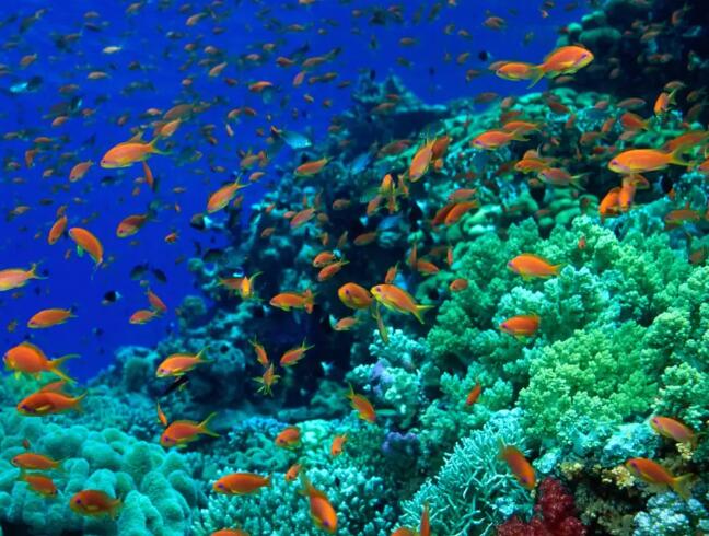 我国大力发展海洋经济有哪些积极意义 我国大力发展海洋经济有哪些积极意义